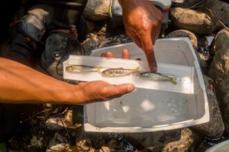 Salmon revival puts nature and Trump administration at odds