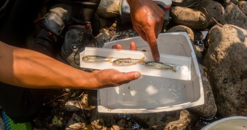 Salmon revival puts nature and Trump administration at odds