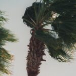 Santa Ana winds expected Sunday night