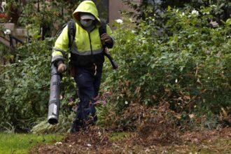 How to turn fallen leaves into valuable soil conditioner this fall