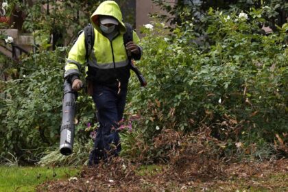 How to turn fallen leaves into valuable soil conditioner this fall