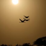A new sanctuary will be built along the Texas coast to protect rare and endangered whooping cranes.