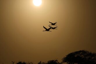 A new sanctuary will be built along the Texas coast to protect rare and endangered whooping cranes.