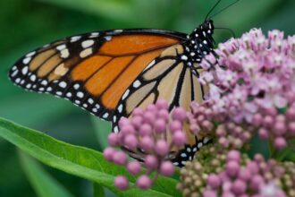 Trump administration delays decision on federal protection of monarch butterflies