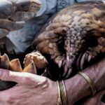 Global operation by Interpol rescues nearly 30,000 trafficked animals in one month