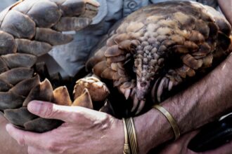 Global operation by Interpol rescues nearly 30,000 trafficked animals in one month